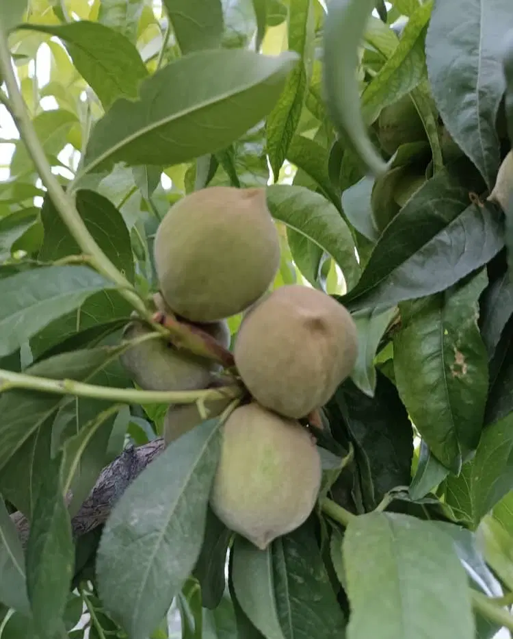 باغ فروش و معاوضه با اپارتمان و خودرو