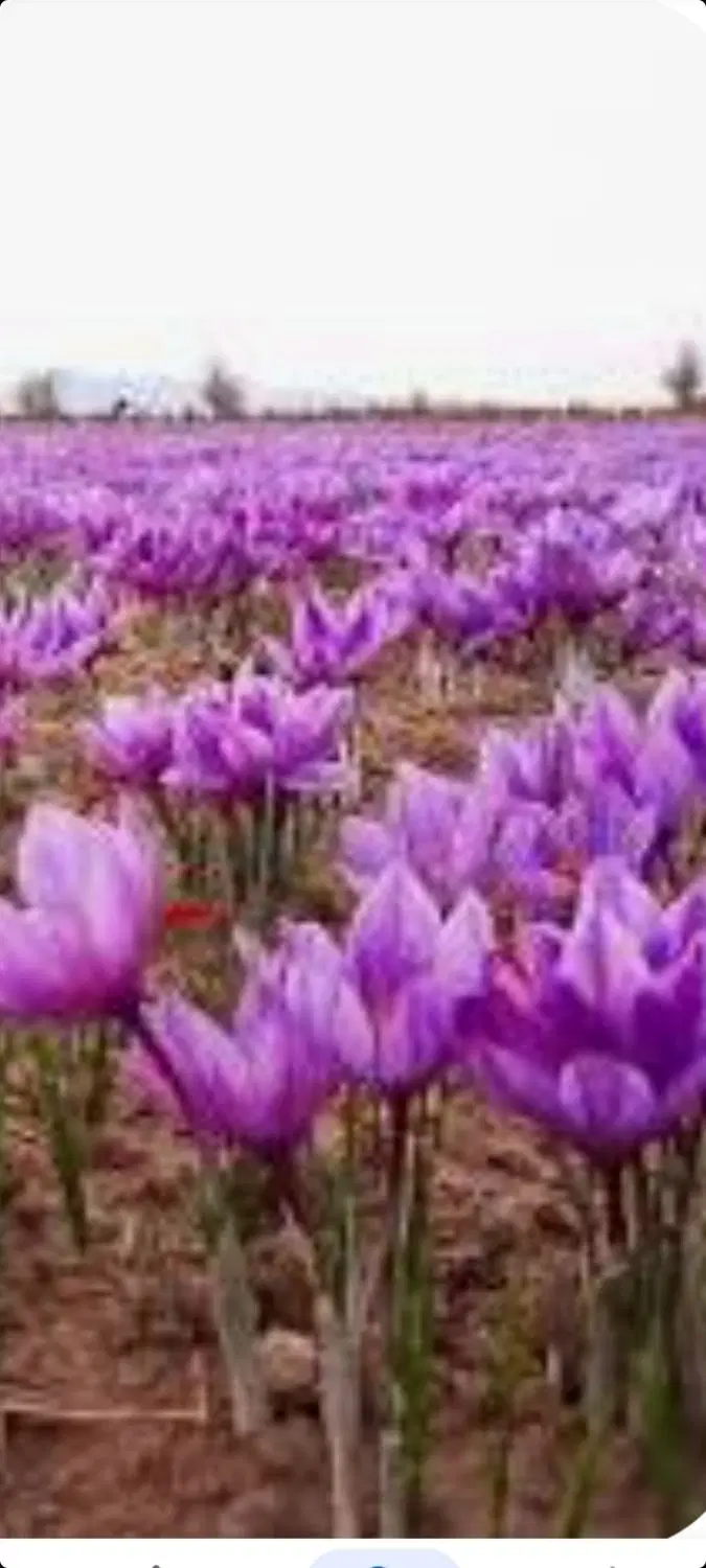 با عرض سلام  زمین جهت کشت زعفران اجاره داد میشه