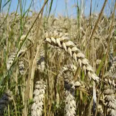 فروش جو