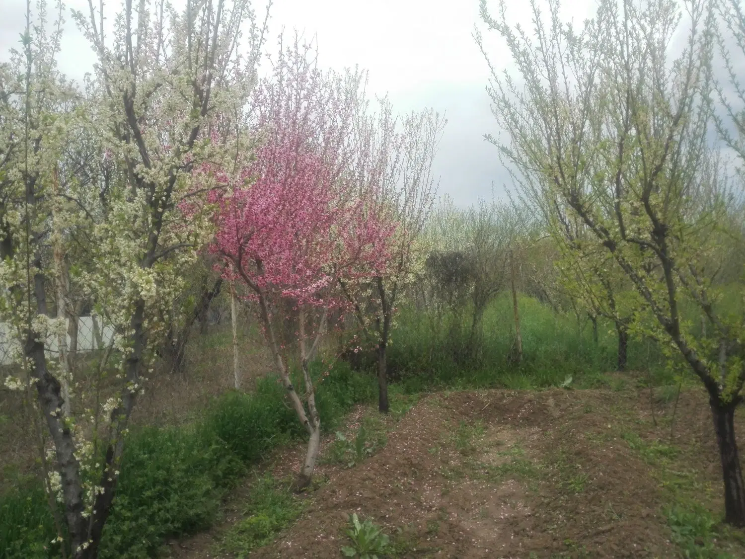 باغ در هشتگرد( بختیار) ۵۰۰۰