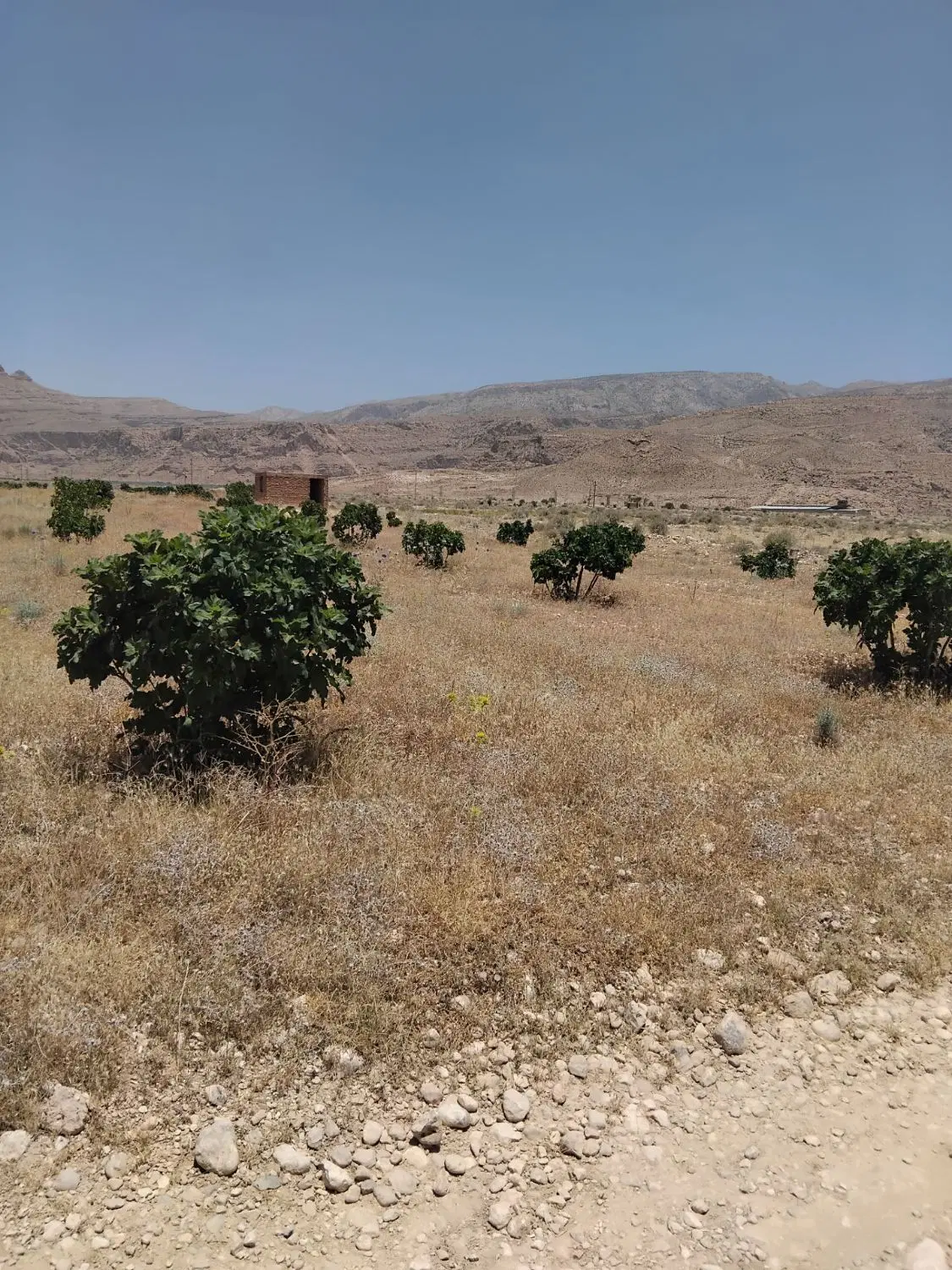 زمین انجیر