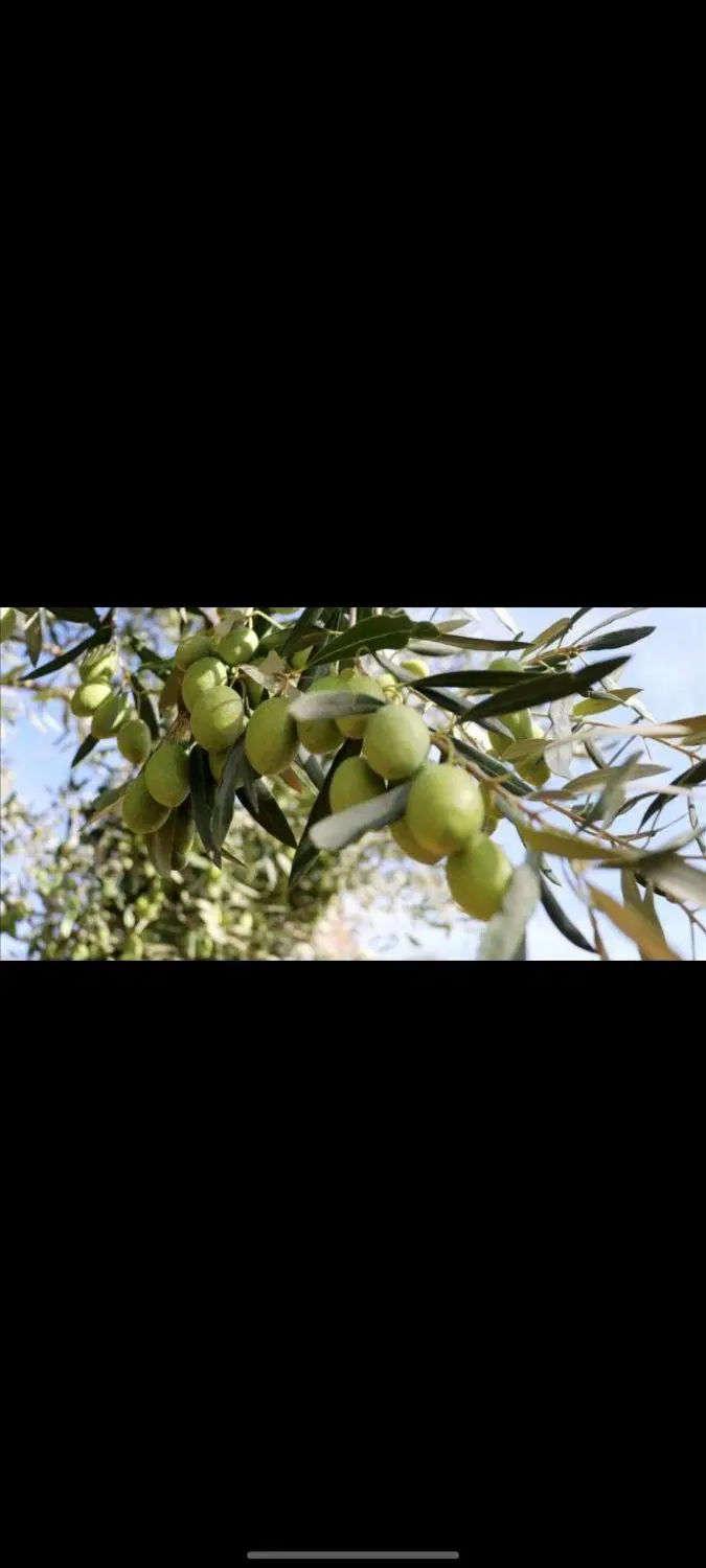 باغچه زردآلو