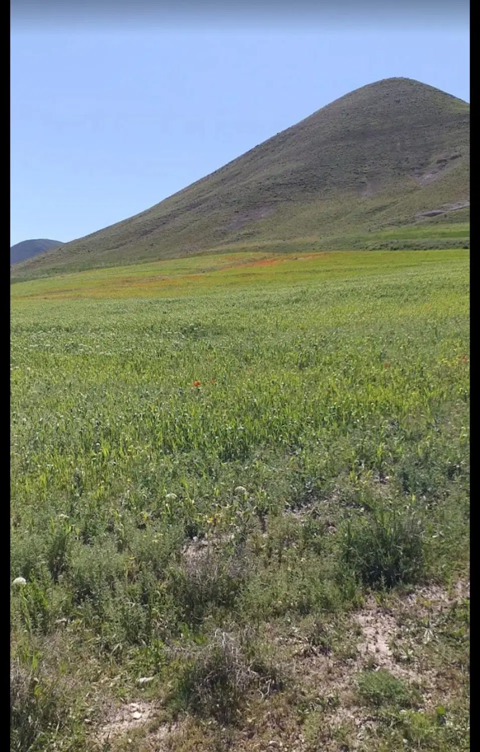 زمین ۷ هزار متری سفیدان عتیق داش اسپیران
