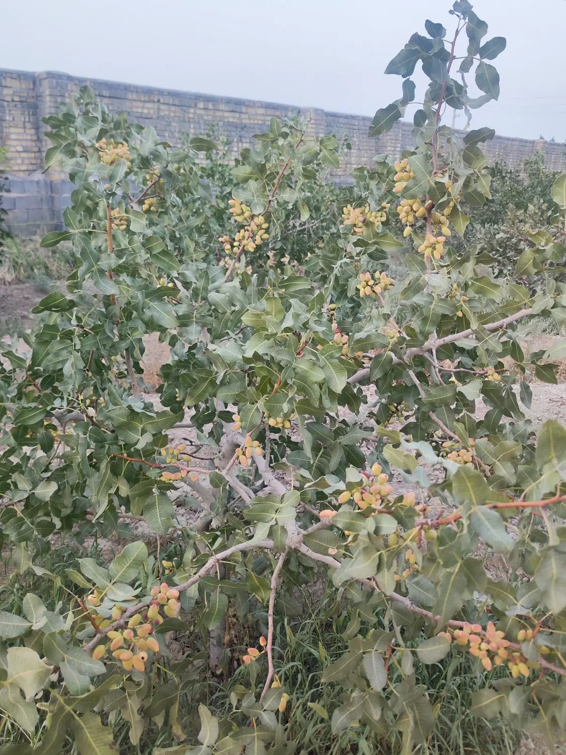 باغ پسته با آب و چهار دیواری شده با برق و باسند