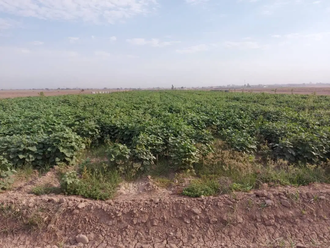 فروش سه هکتار زمین