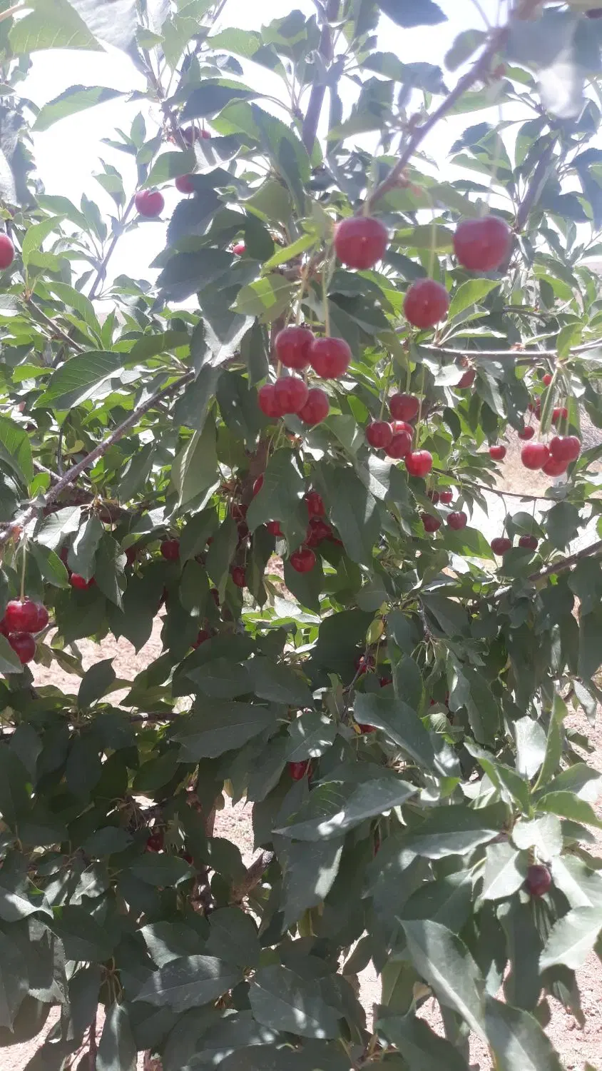 زمین باغی