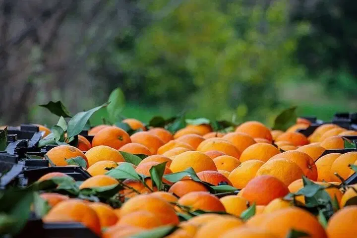 زمین سرمایه گذاری
