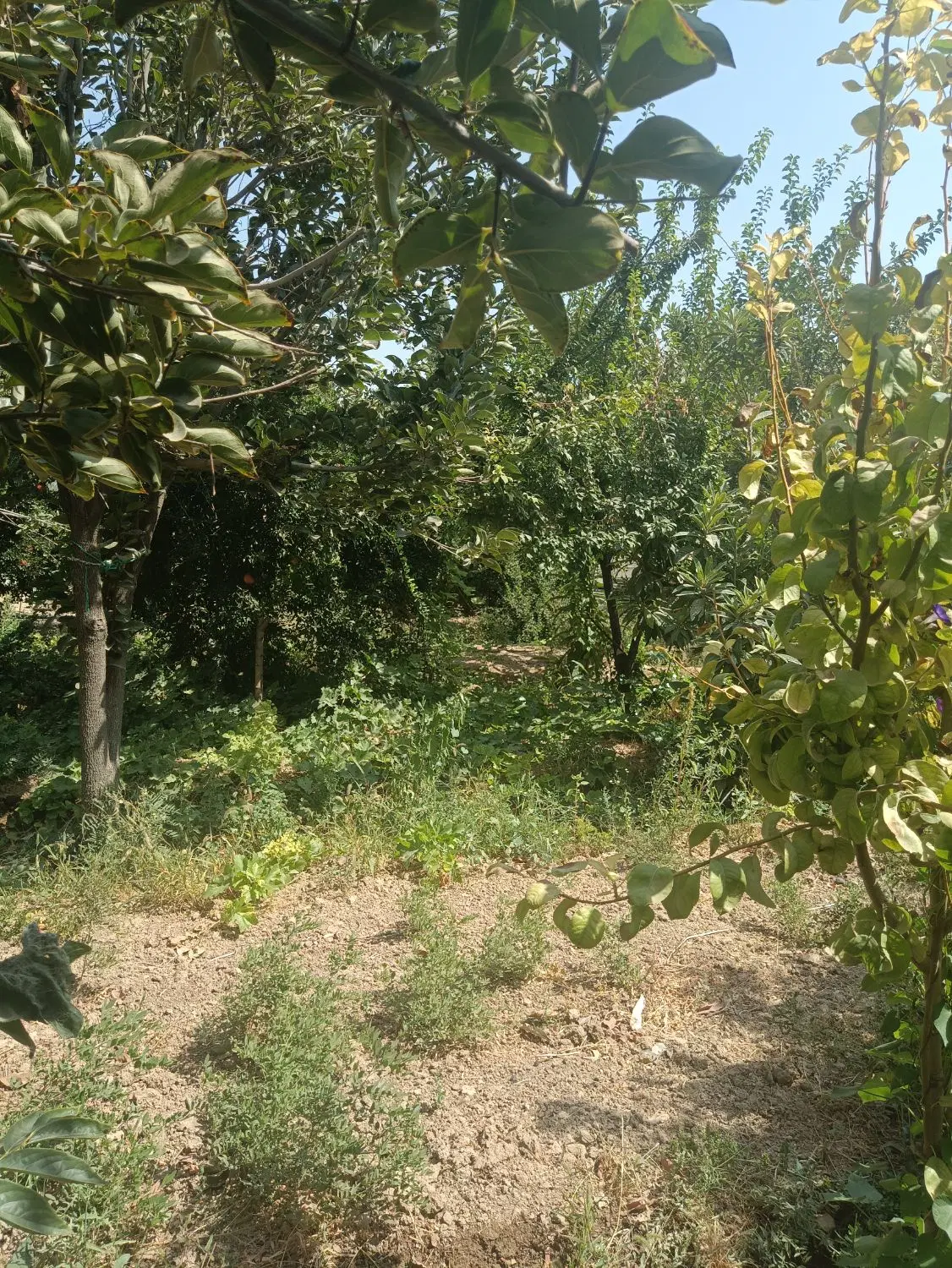 باغ ویلا اجاره ای روزانه صدرا