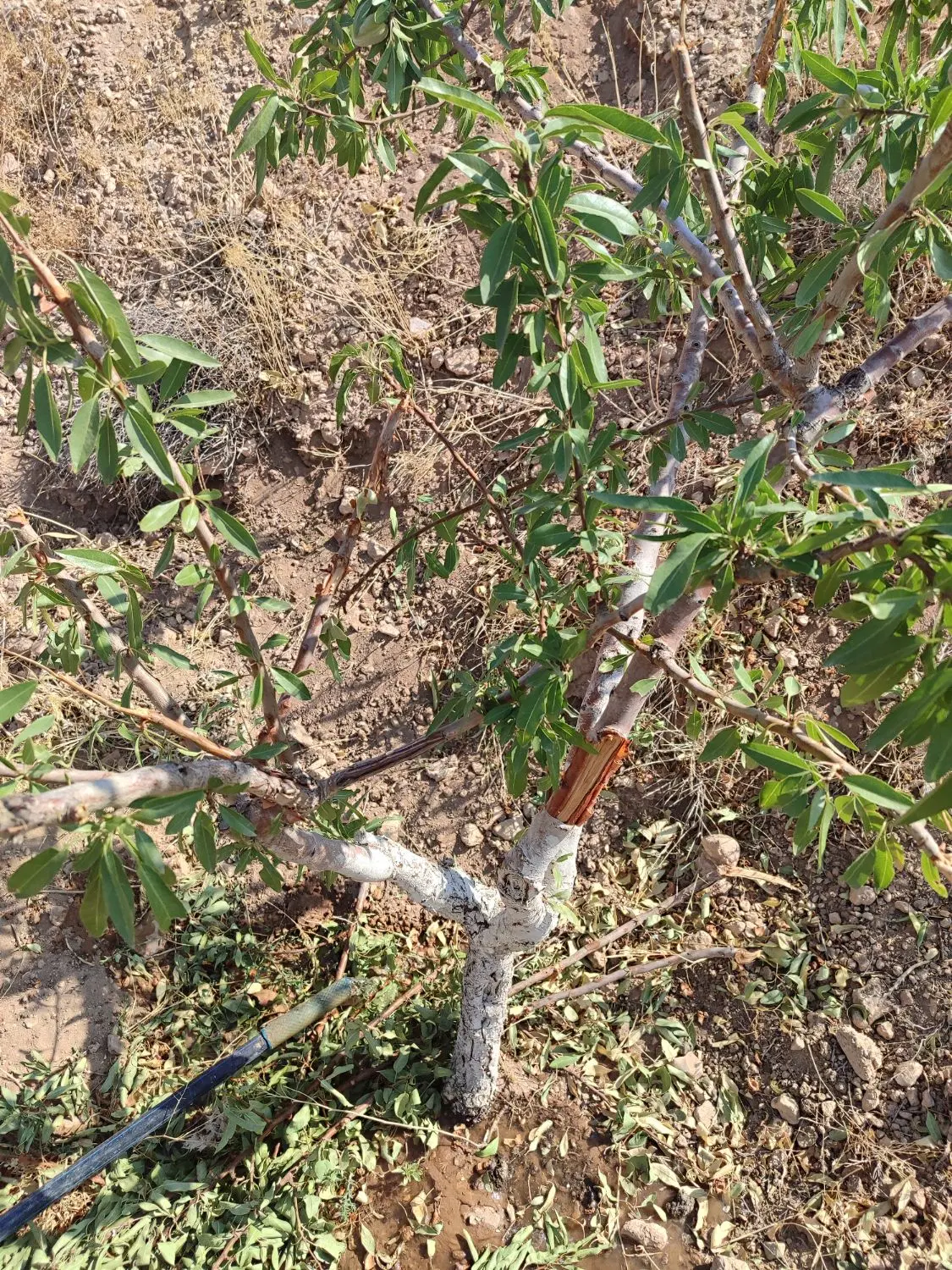 زمین باغی فیروزکوه فروشی