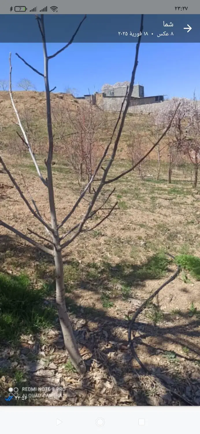 زمین کشاورزی