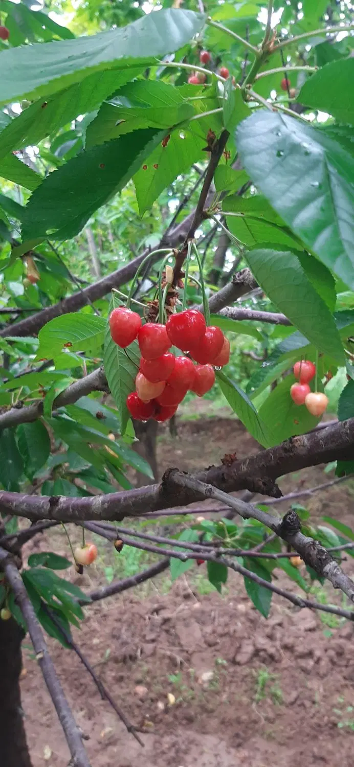 اجاره باغ گیلاس