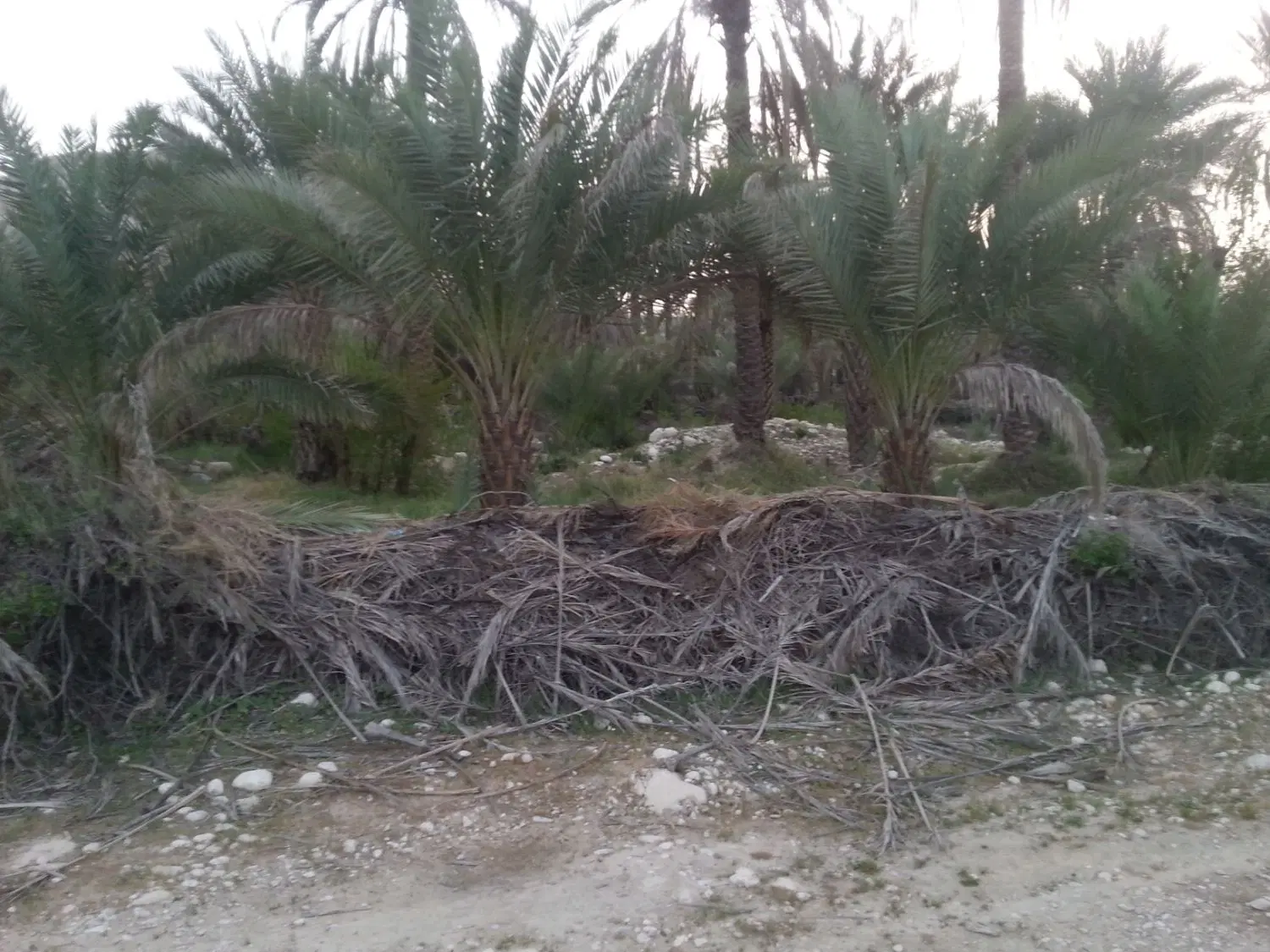 باغچه فروشی دهرود