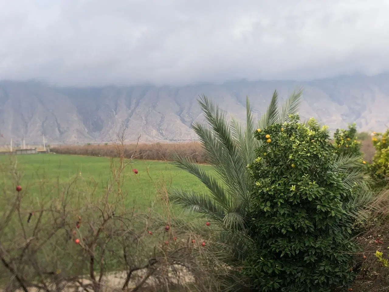 زمین کشاورزی گورک