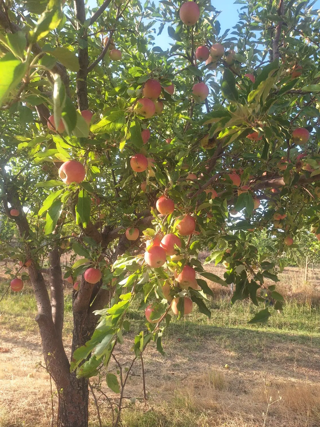 باغ فروشی