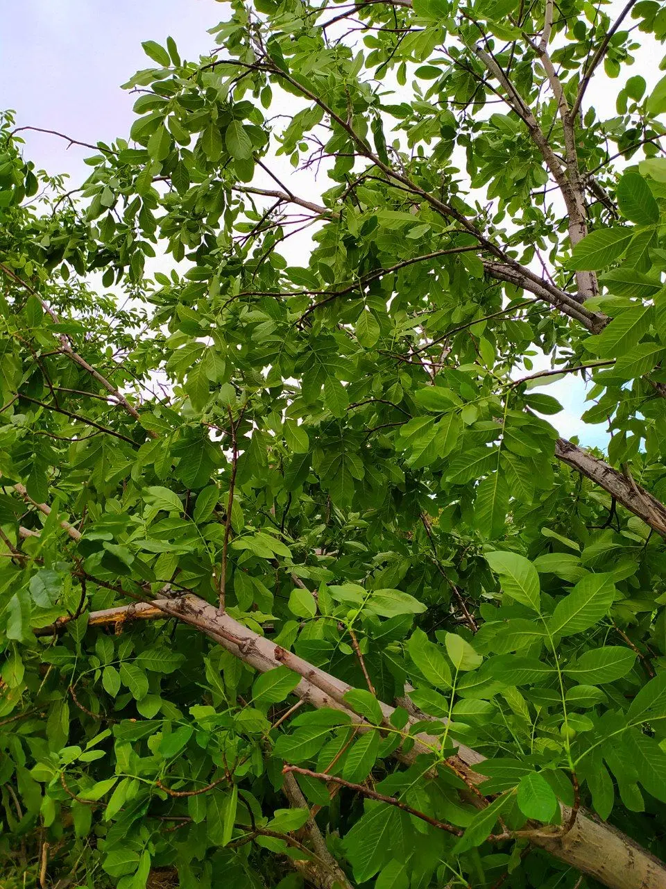 باغ و باغچه _دنج و آرام