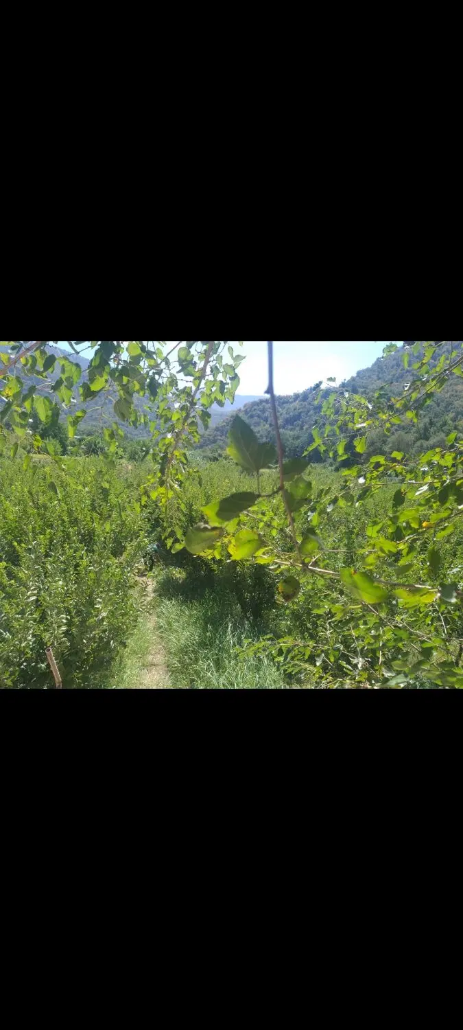 زمین باغی (خونه باغ ) رامیان نیلبرگ