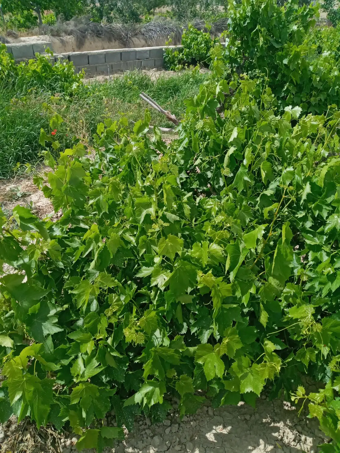باغ انگور در زیارت