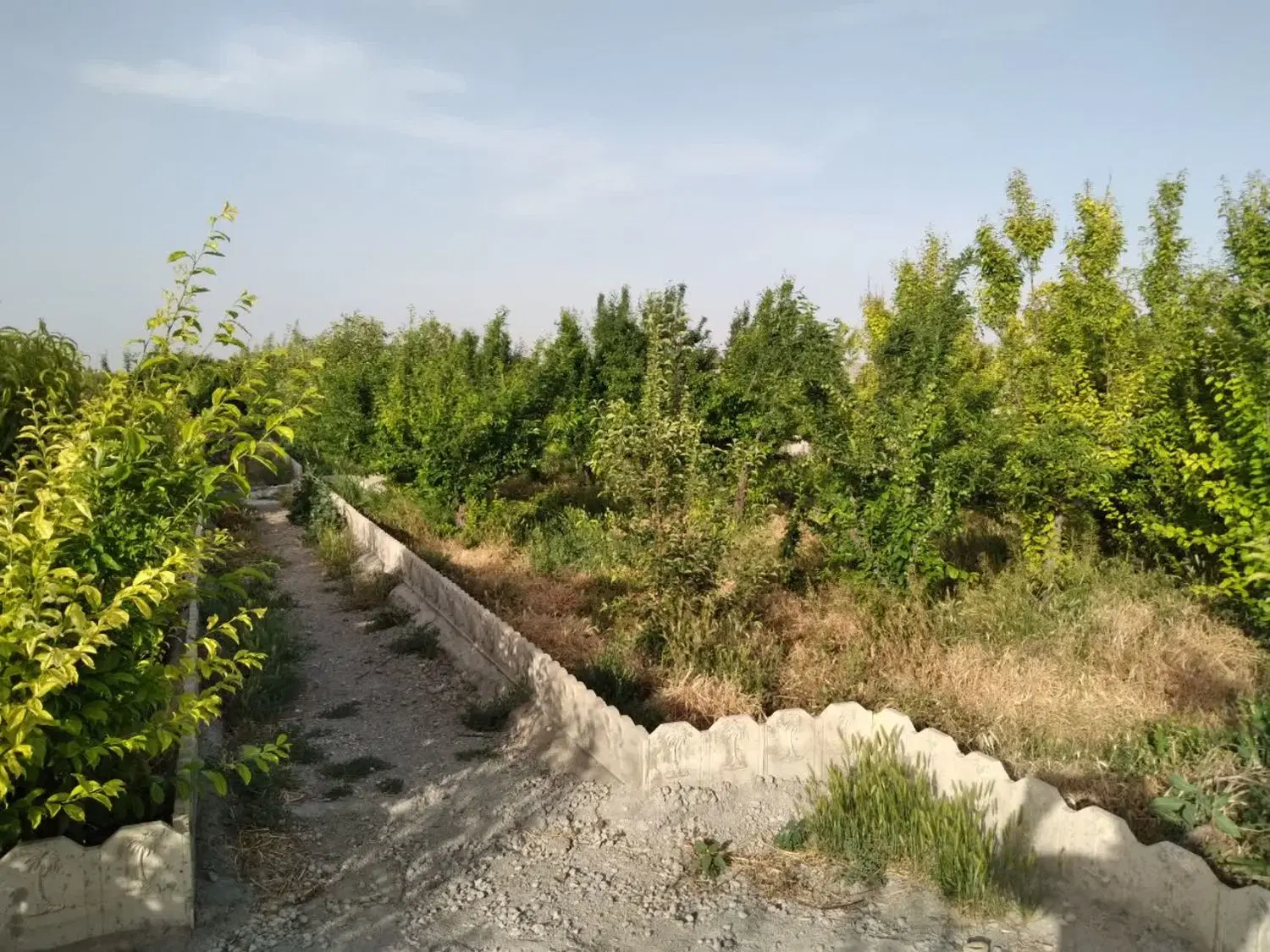 فروش باغ ۱۶۰۰ متری