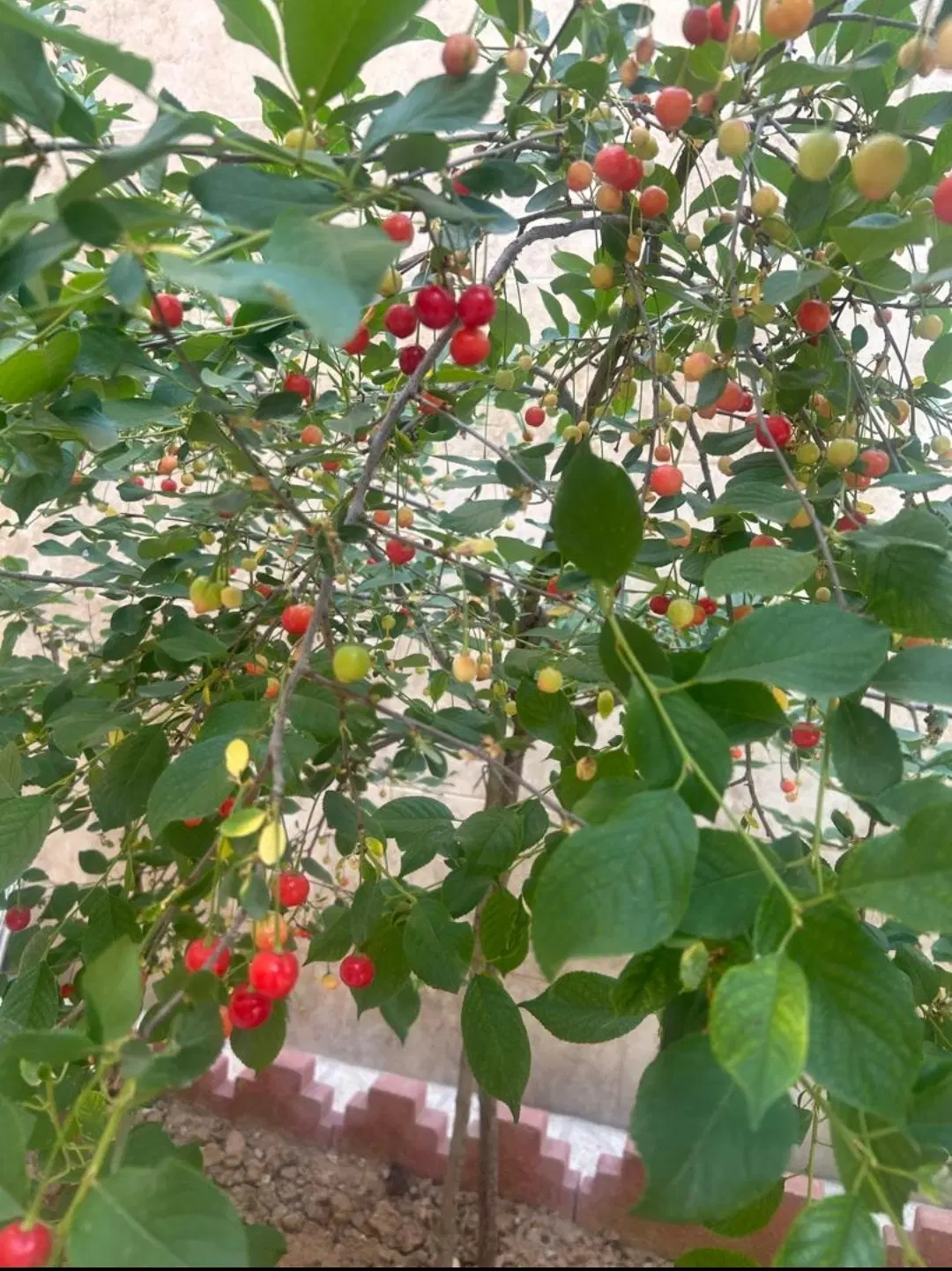 اجاره باغ رستوران