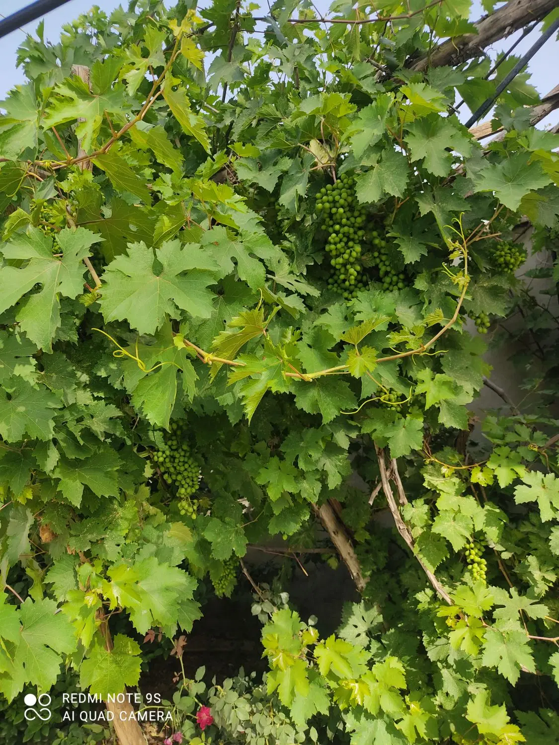 منزل ویلایی باغ چشمه علی