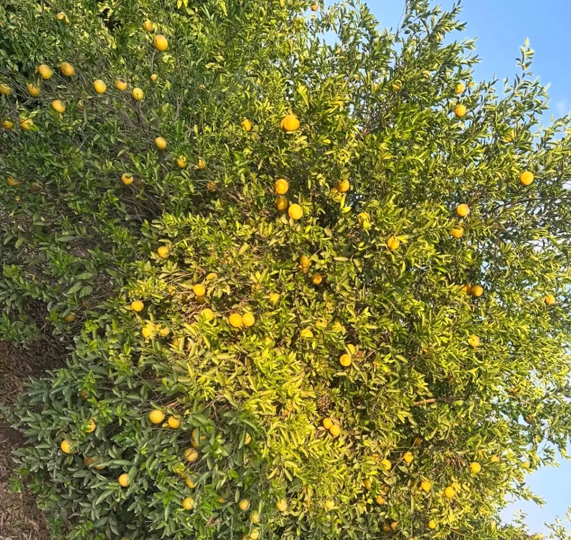 1_355متر باغ واقع در بندبال بالا