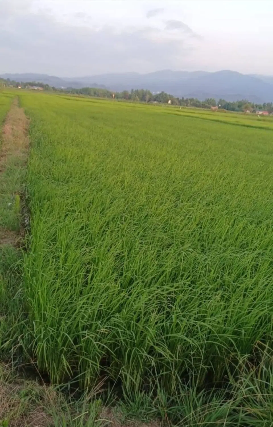 زمین کشاورزی