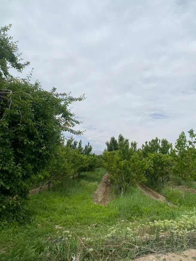 باغ دنج وسرسبز(معاوضه_ تهاتر)