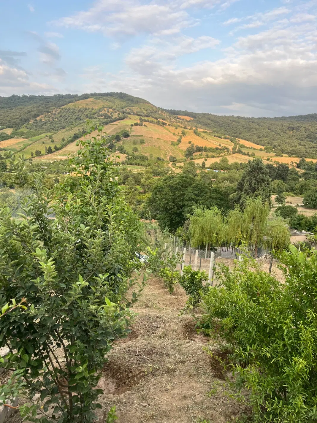 ۳۰۰ متر زمین باغی در باغگلبن