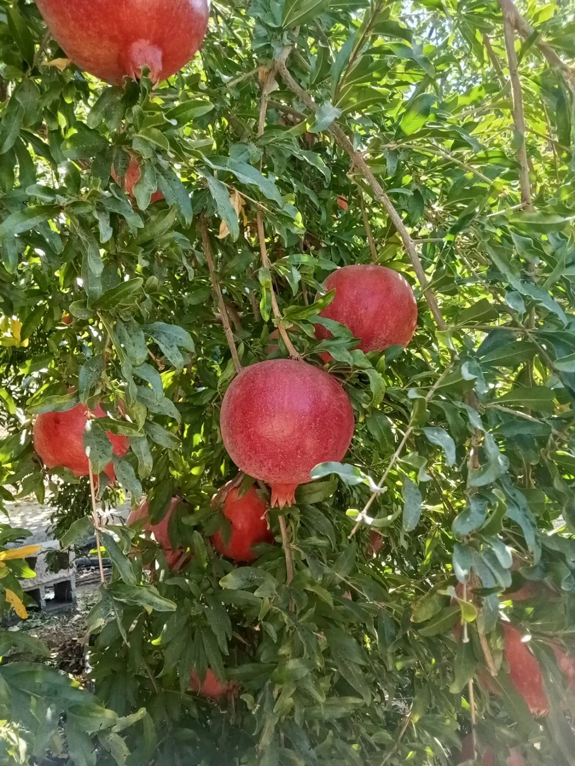 ملک و باغ روستای اسلامیه