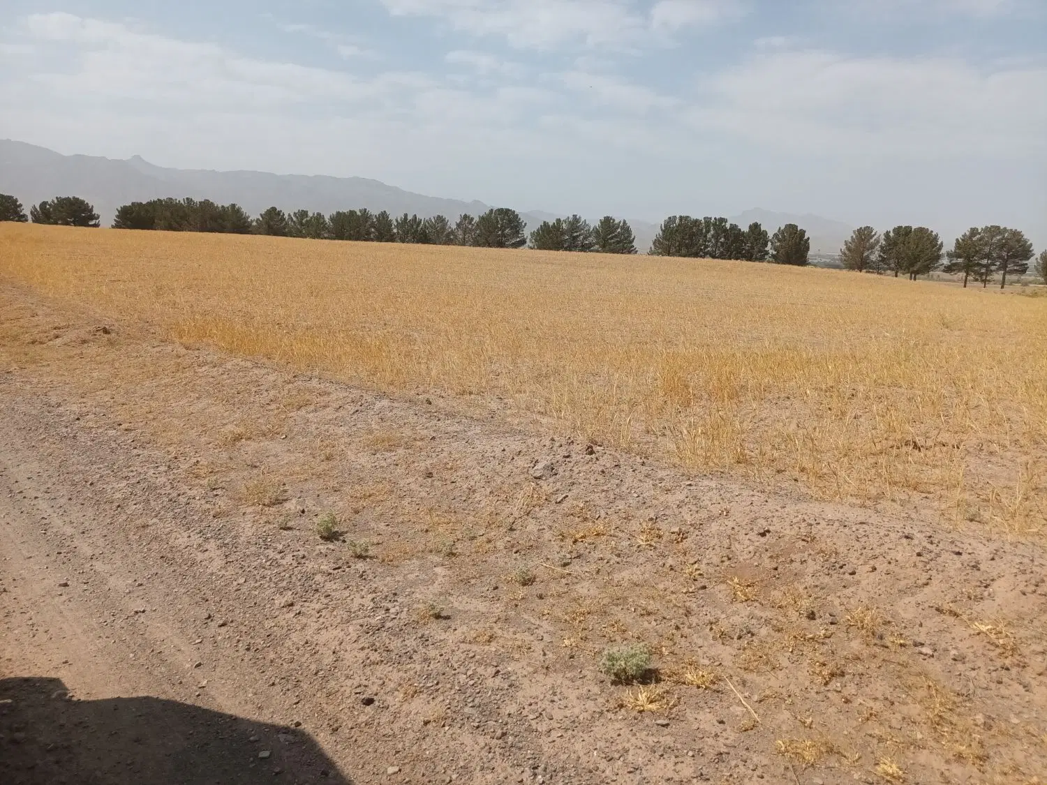 زمین گندم دیم