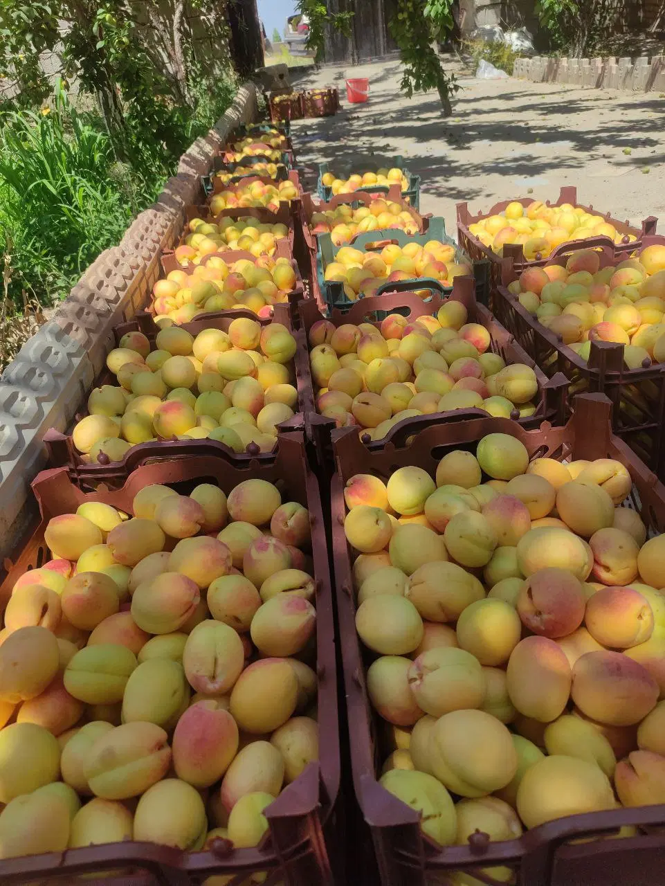 باغ ویلای ۳۰۰۰متری