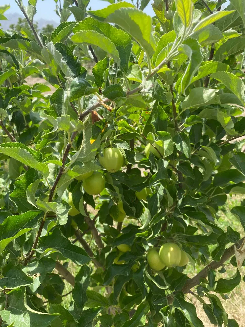 باغ مجن