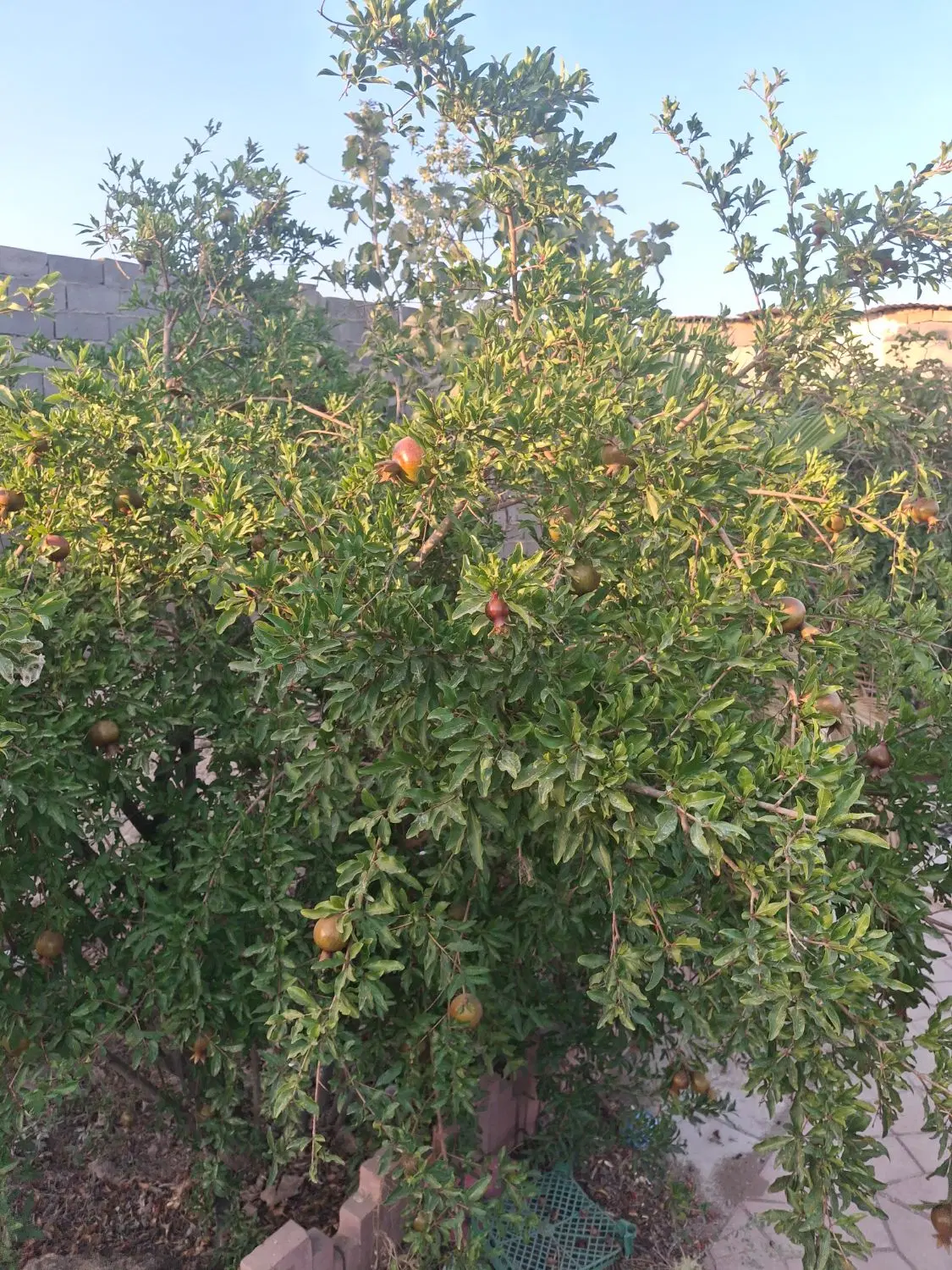 باغچه ۳۶۰ متری