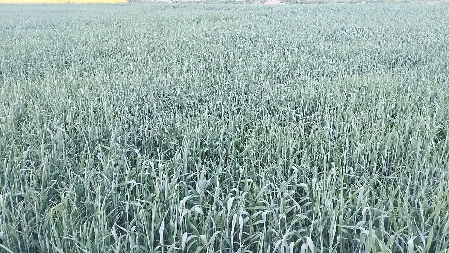 زمین کشاورزی فروشی