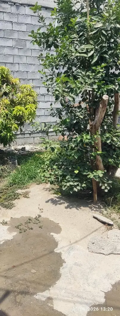 زمین باغی
