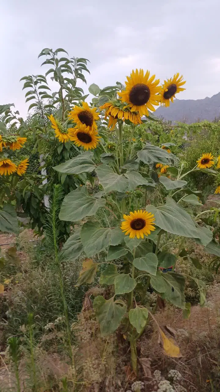باغ شهرک صنوف قاضی