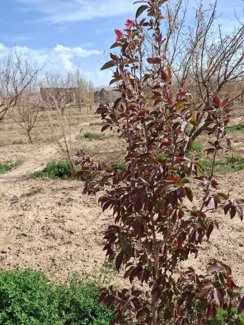 باغ در دزج