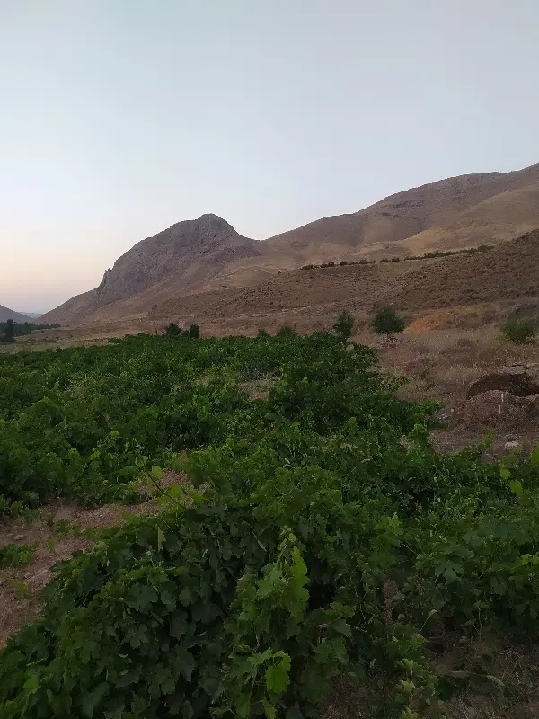 باغ کشاورزی
