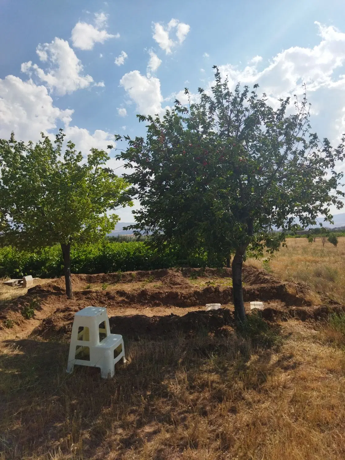 زمین کشاورزی وباغ