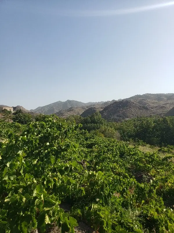باغ انگور عسکر و ۶ ساعت آب مرزدر سفلی در روستای قز