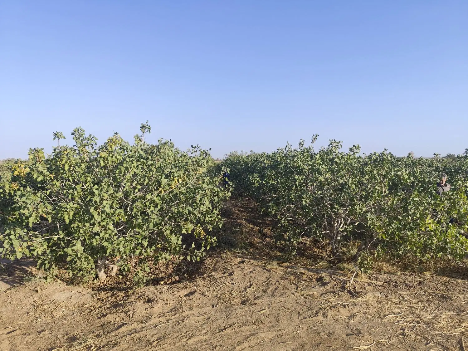 حدود ۴ هکتار زمین پسته