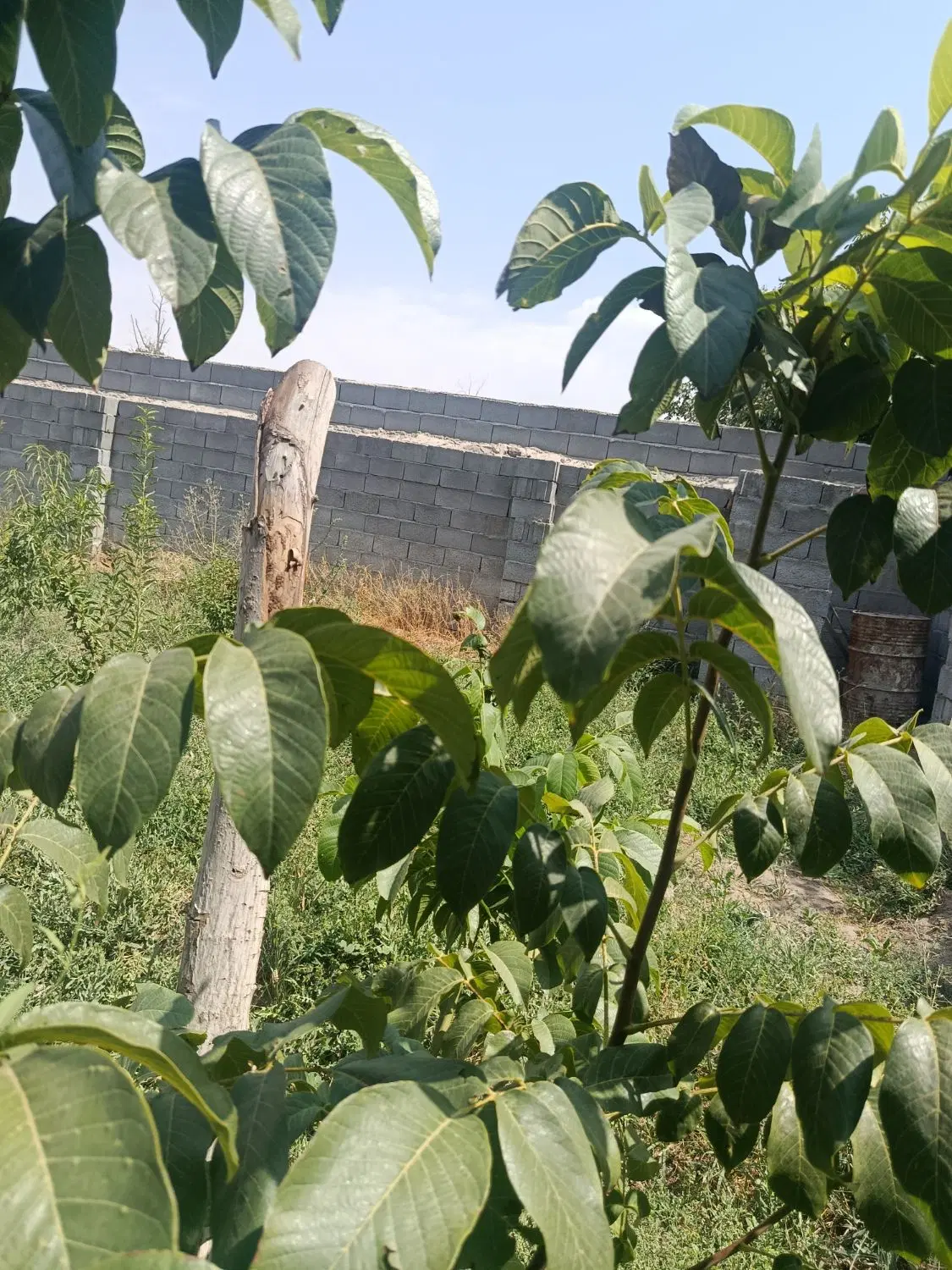 باغ فوق‌العاده در دل اسکو
