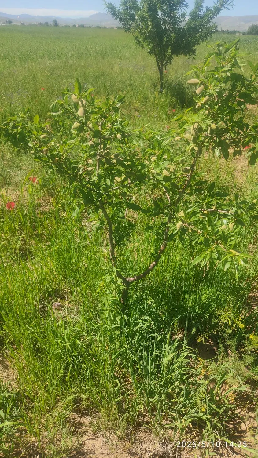 باغ بادام با موقعیت ویلایی