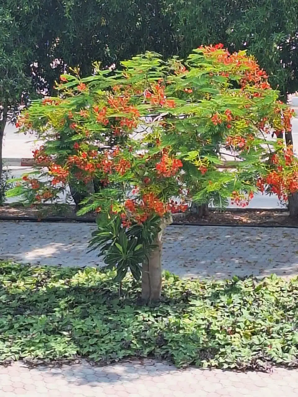 اجاره غرفه ۱۹ متری تجاری  در قلب جزیره کیش