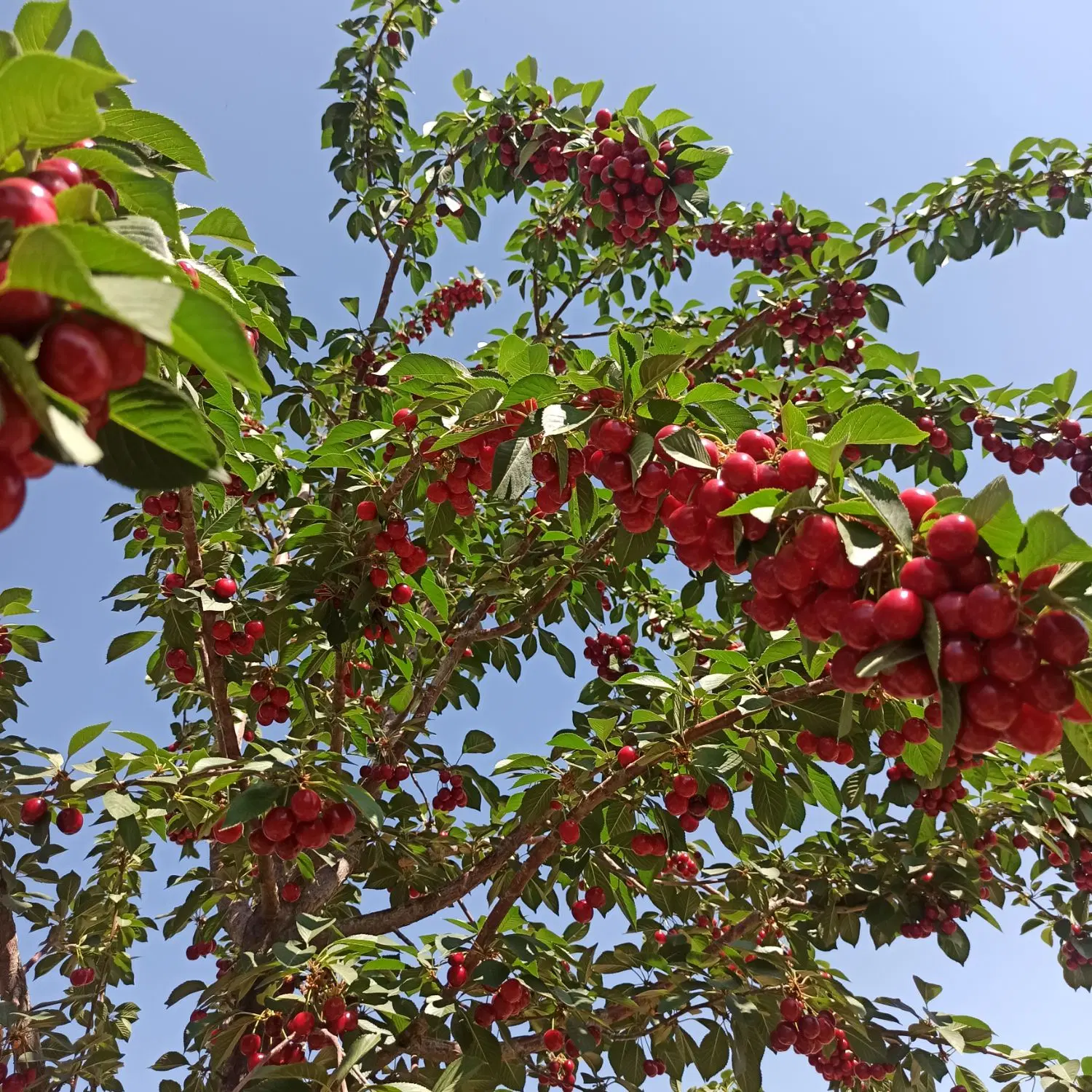 باغ بکر 12 هکتاری