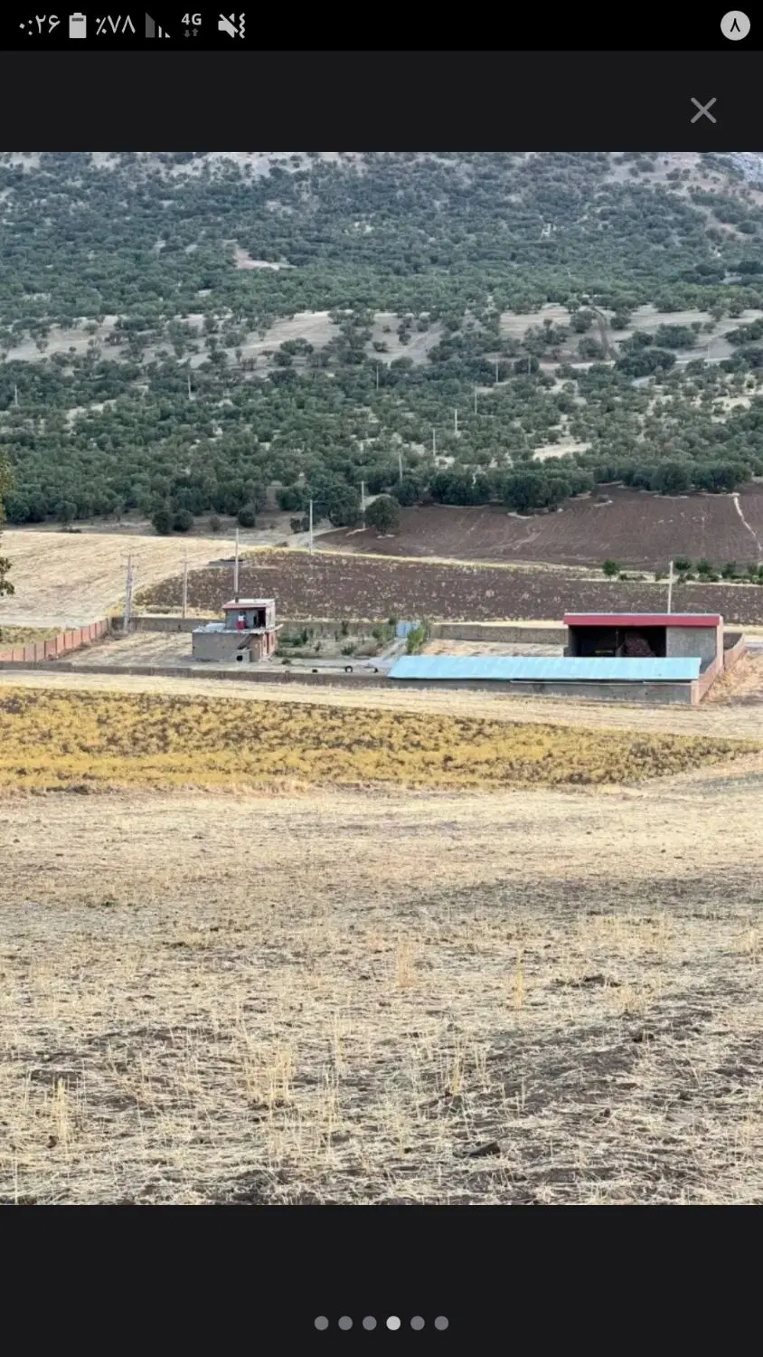 اجاره  دامداری