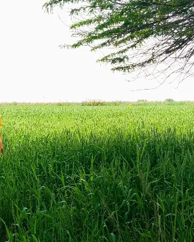 فروش زمین کشاورزی ۲.۵