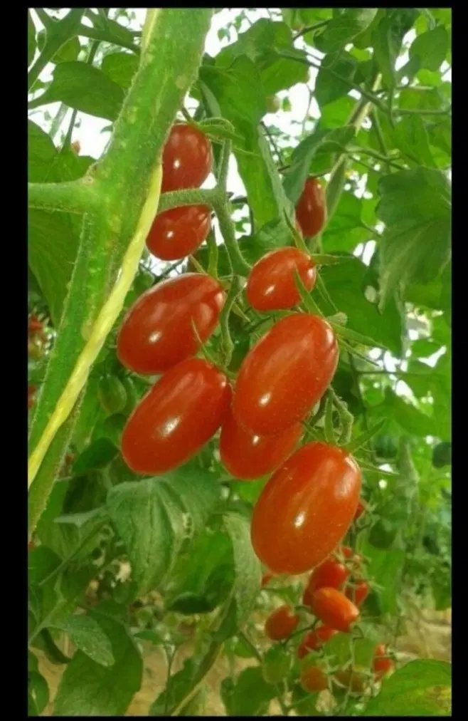 اجاره گلخانه با شرایط مطلوب بوشهر