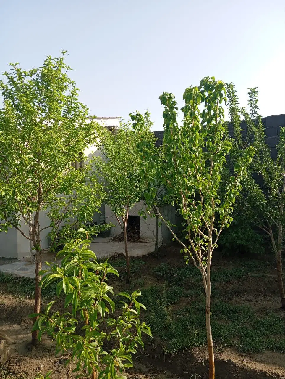 باغ  با سند آستانه