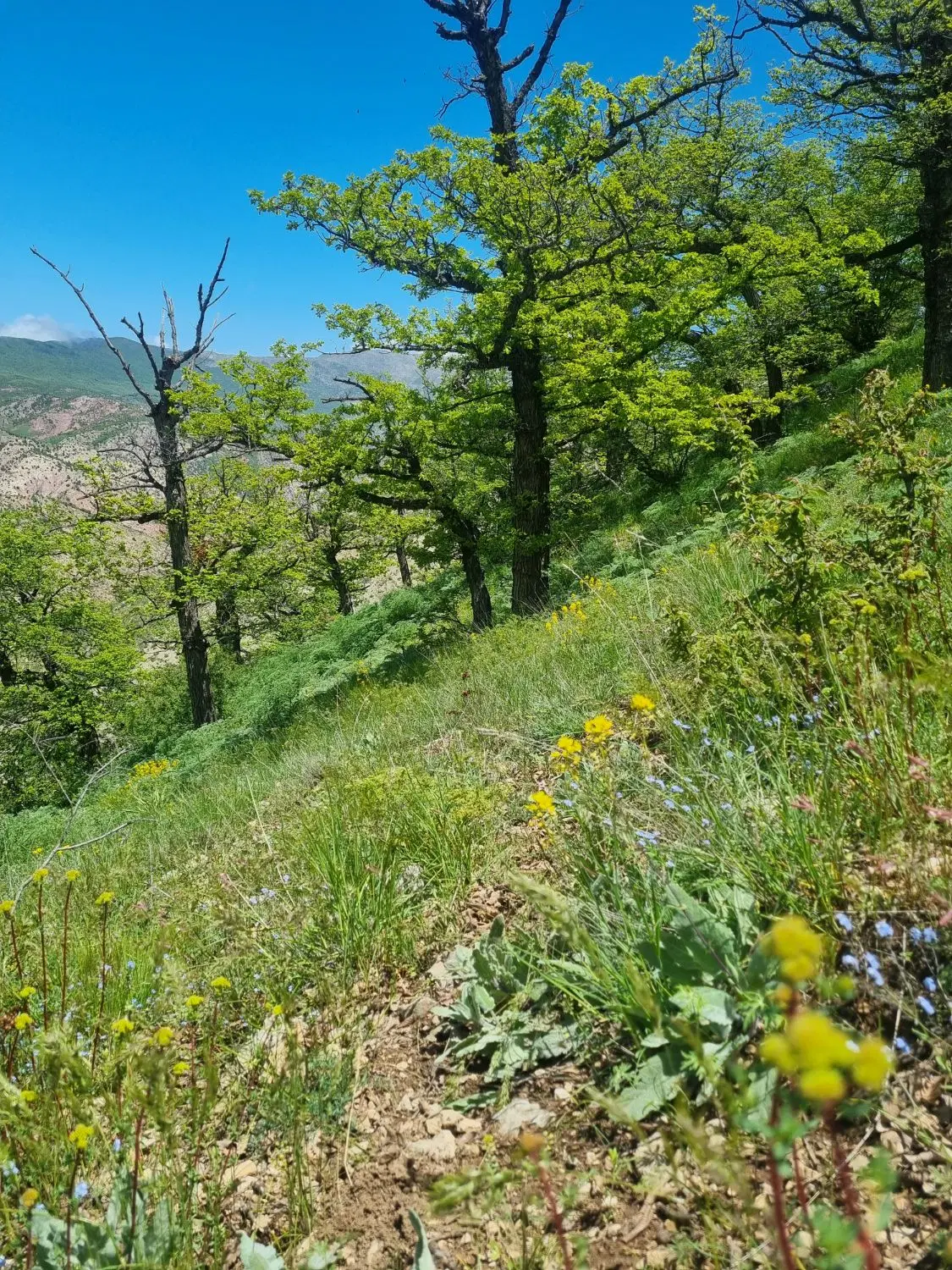 زمین کشاورزی در شهر اباد فیروزکوه